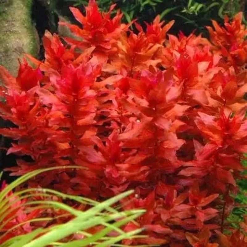 Rotala macranda"Red" Bunch