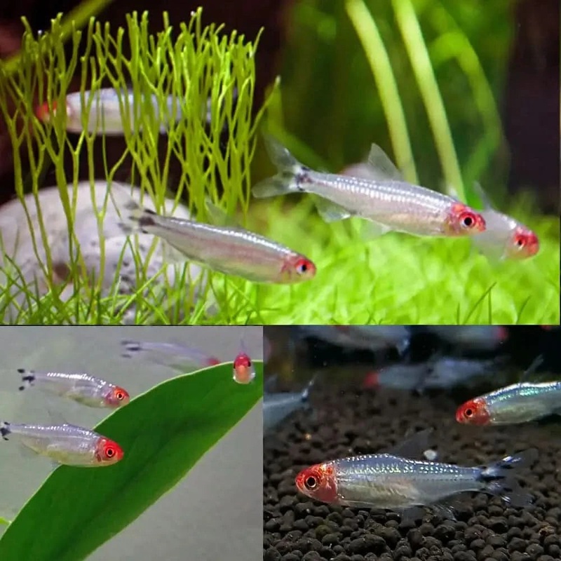 Rummy Nose Tetra 3cm