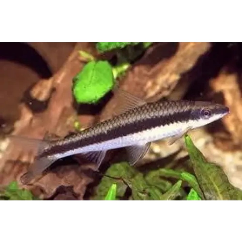 Siamese Flying Fox - Algae Eater 5cm