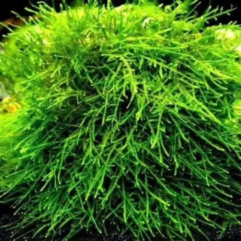 Spiky Moss - Taxiphyllum Sp.