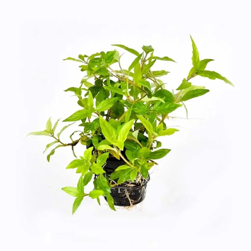 Staurogyne sp Porto Velho 5cm Pot