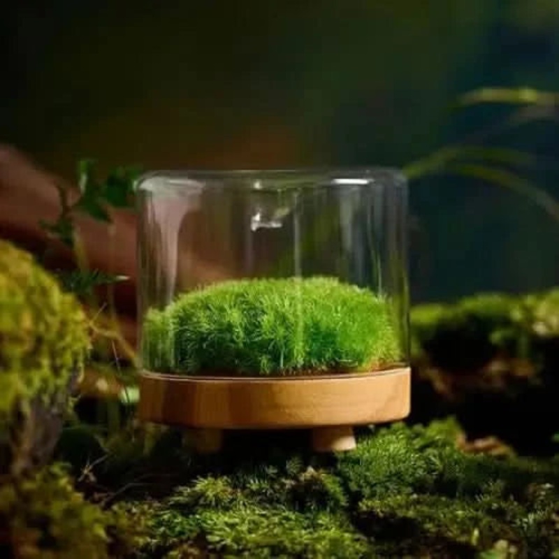 Terrarium With Brown Base L(FR23)