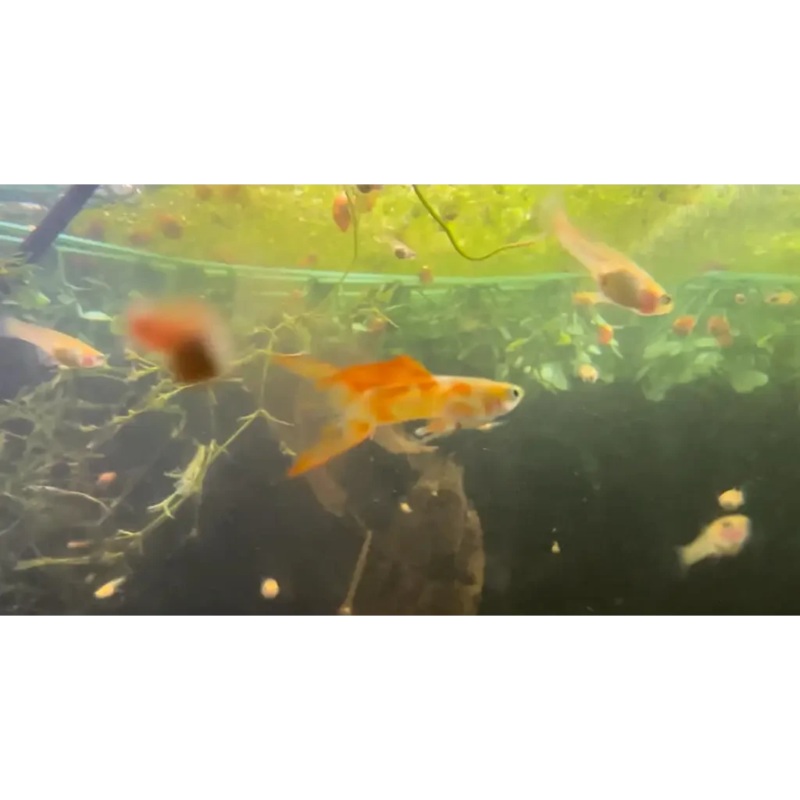 Thai Orchid Guppy