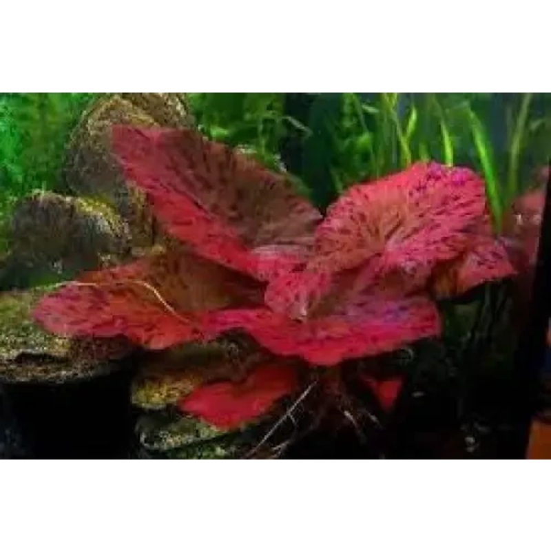 Tiger lotus Red