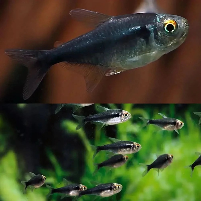 3CM Black Diamond Head Neon Tetra