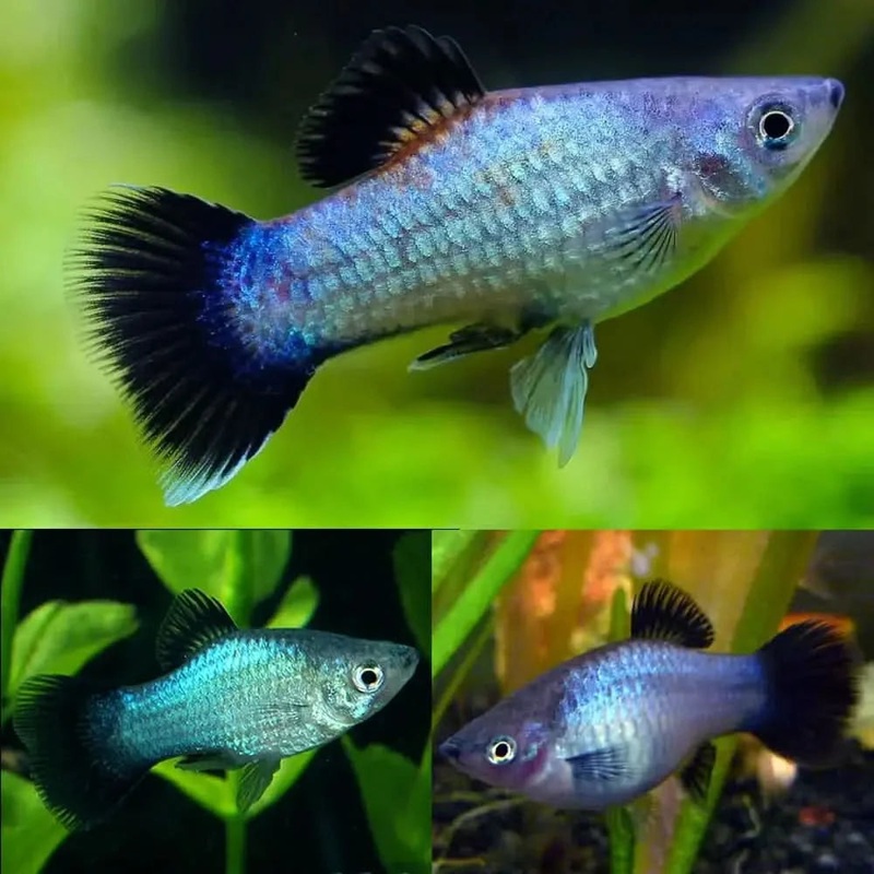3CM PLATY BLUE WAGTAIL