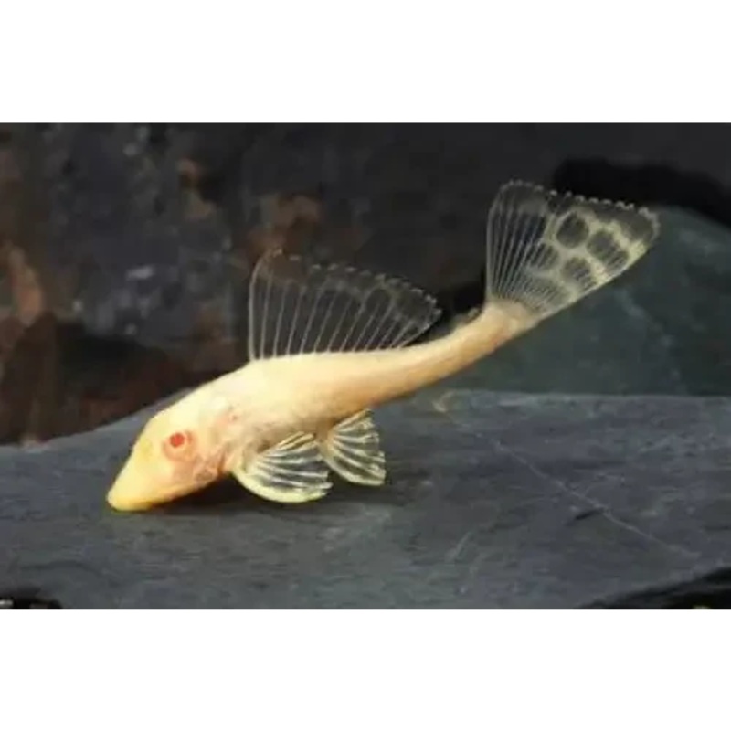 Albino Plecotomus Sailfin 6cm