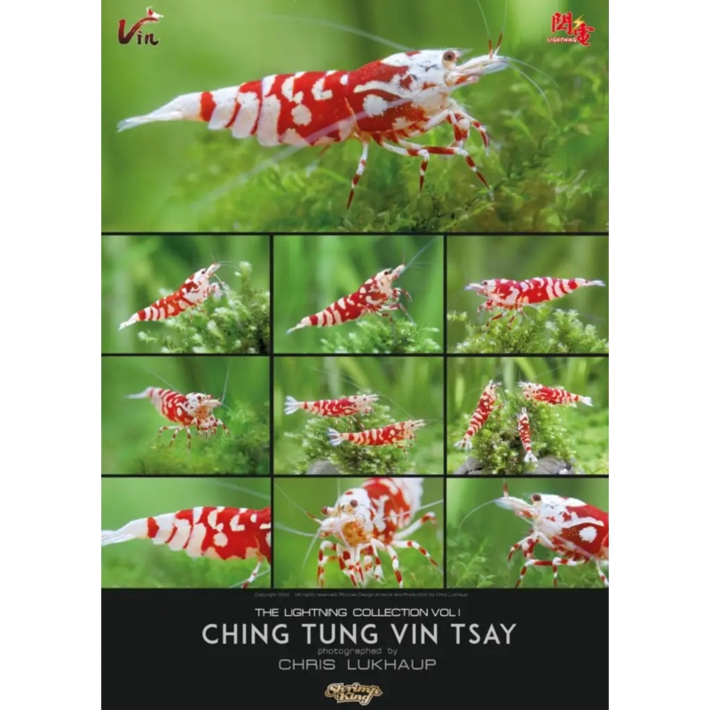 ALLSTARS CHING TUNG VIN TSAY Red & White Caridina Shrimp Poster