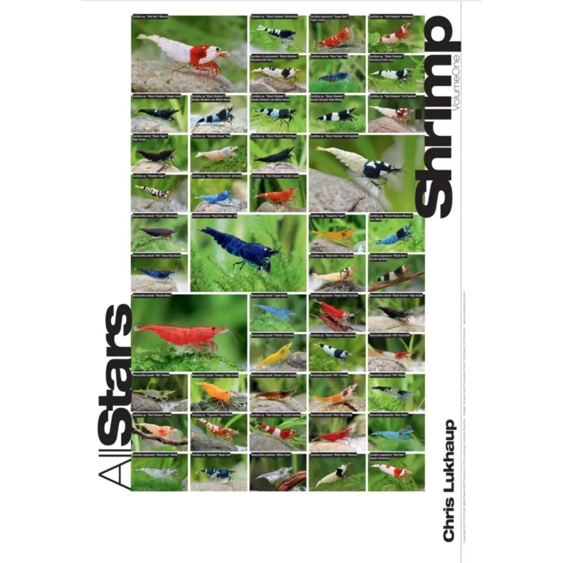 AllStars Shrimp White Poster By Chris Lukhaup