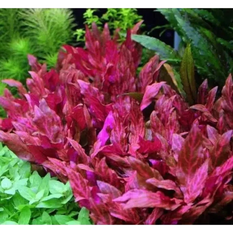 Alternanthera Mini rosanervig Bunch