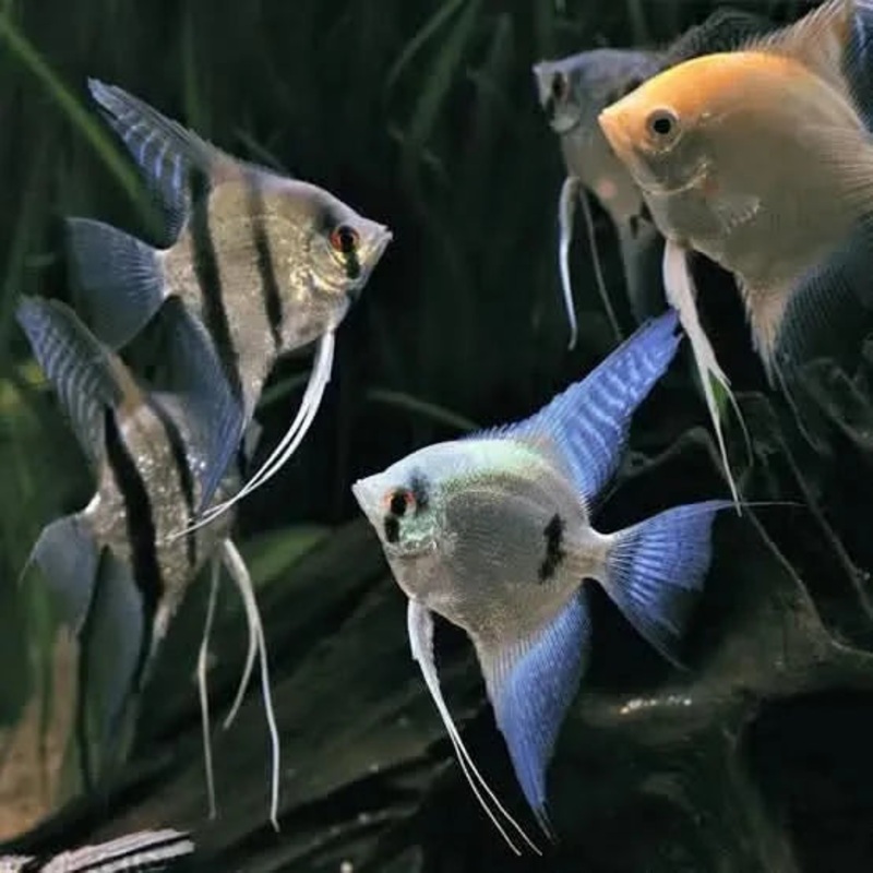 Angel Fish  Assorted Colours Angelfish 4cm