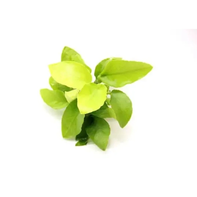 Anubias Nana Gold (3-5 leaves)