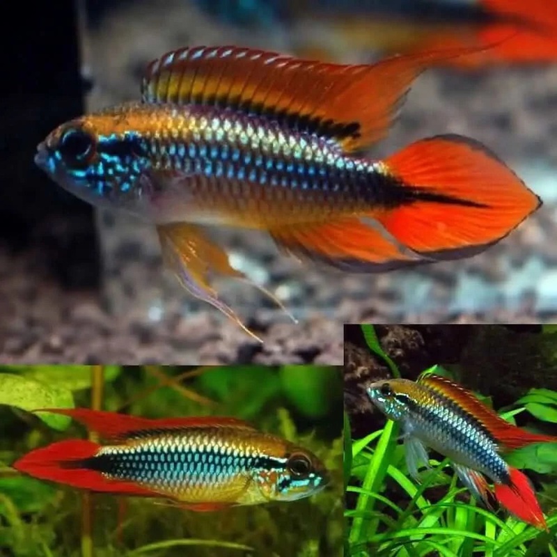 Apistogramma Agassizi Red Adult