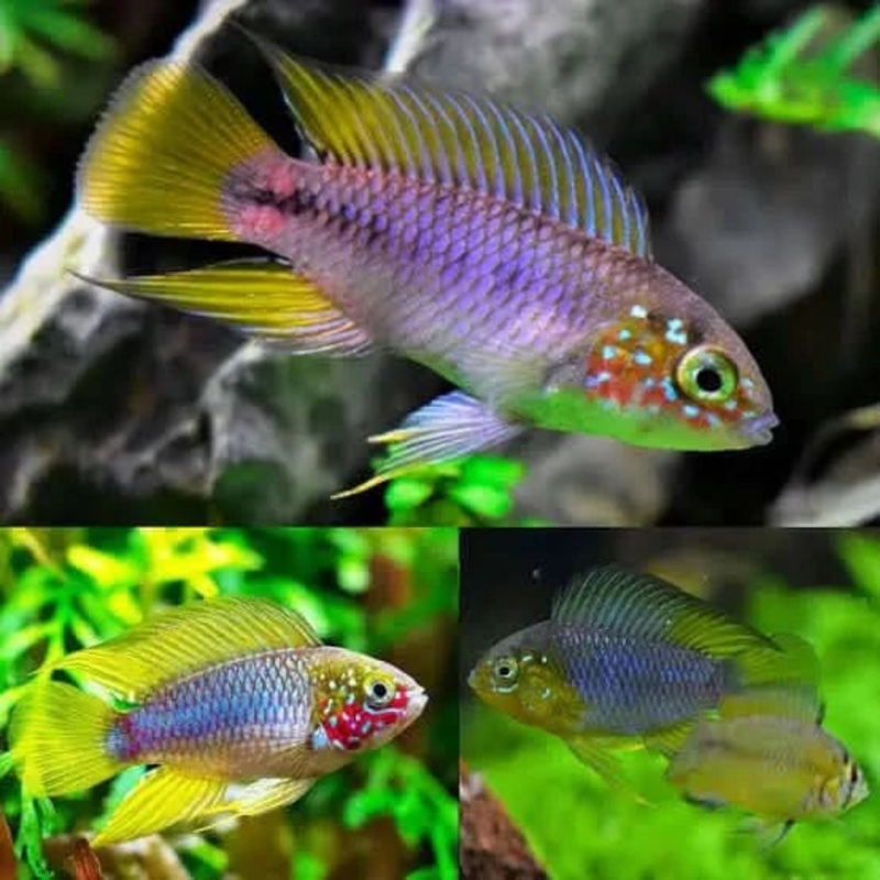 Apistogramma Borelli