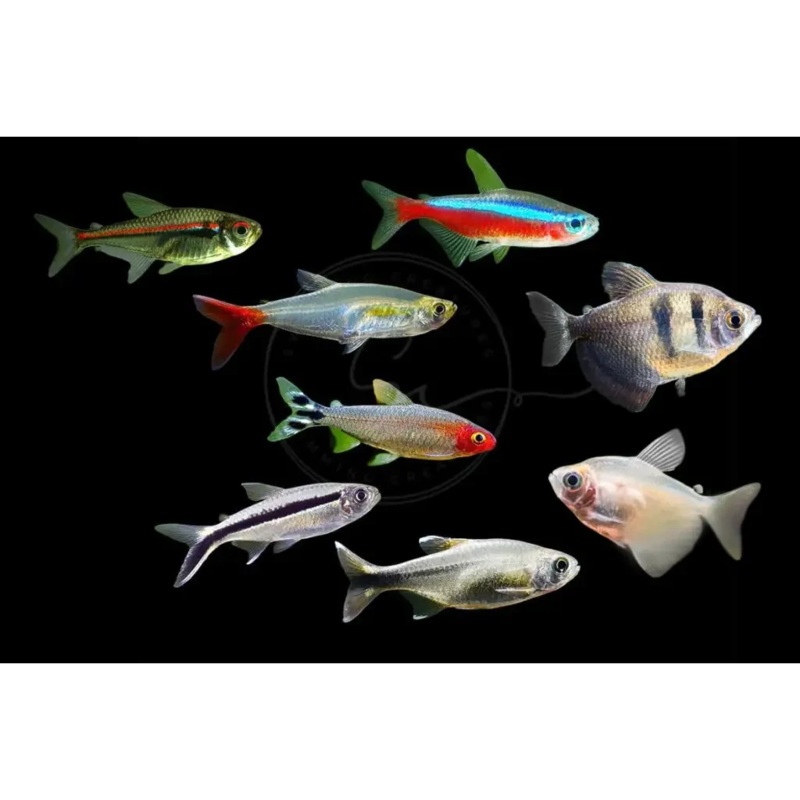 Assorted Tetra 2CM-3CM