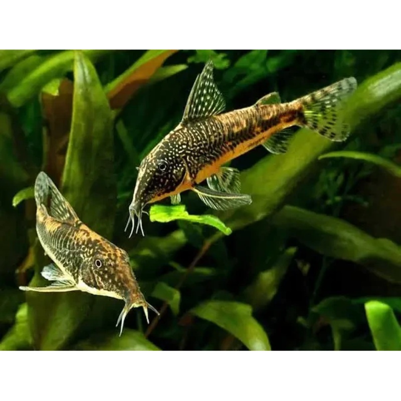 Barbatus Corydoras 2cm - Locally Bred
