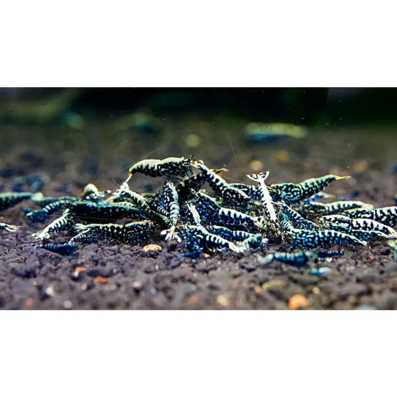 Black Galaxy Shrimp - Mix Size/Grade