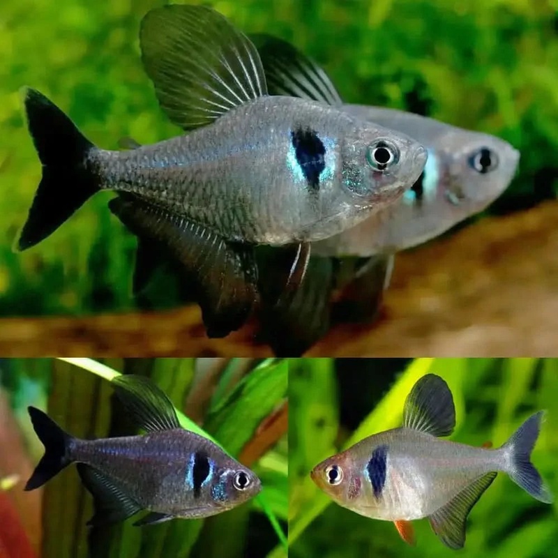 Black Phantom Tetra 2cm