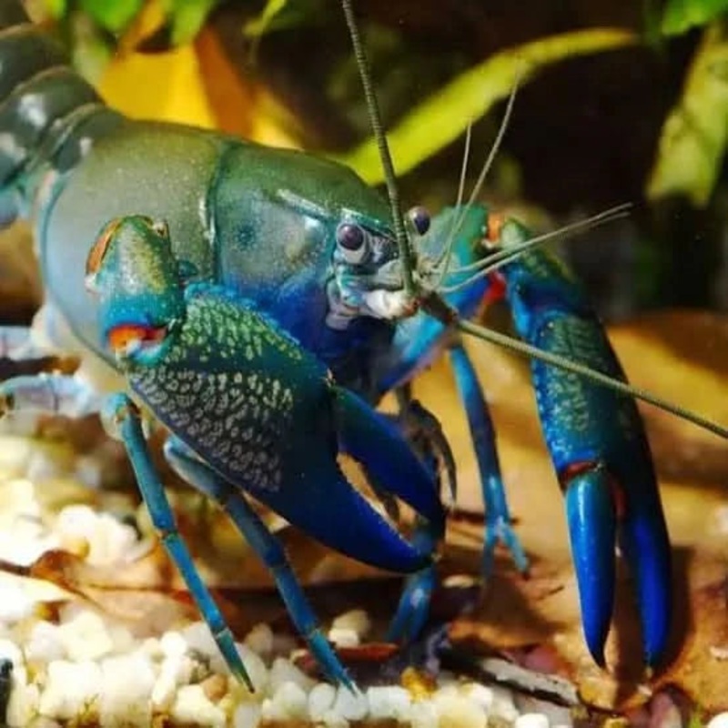 Blue Claw Yabby / Crayfish 5-6cm