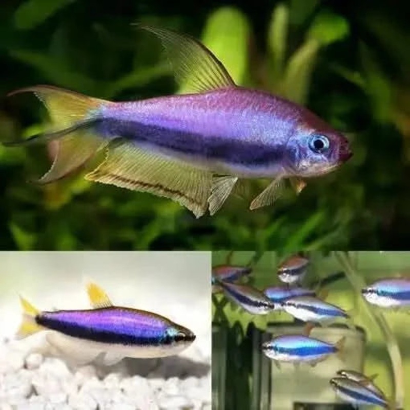 Blue Emperor Tetra 2cm