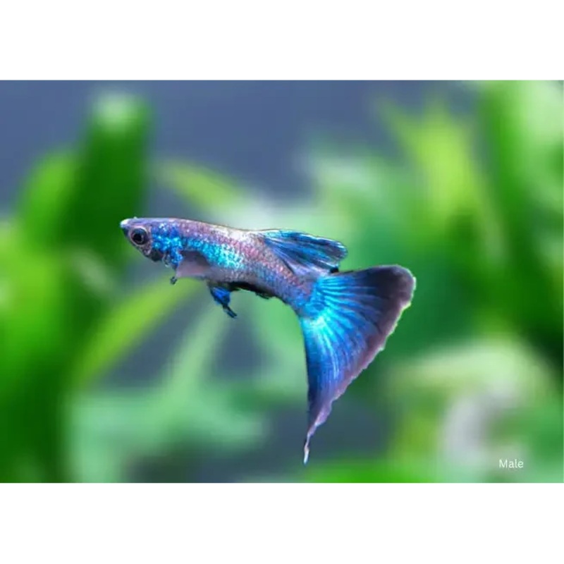 Blue Moscow Guppy pair