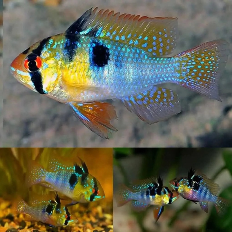 Blue Ram 3CM-4CM ( Locally Bred )