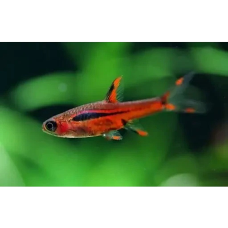 Chilli Rasbora (Boraras brigittae) 1cm-1.5cm