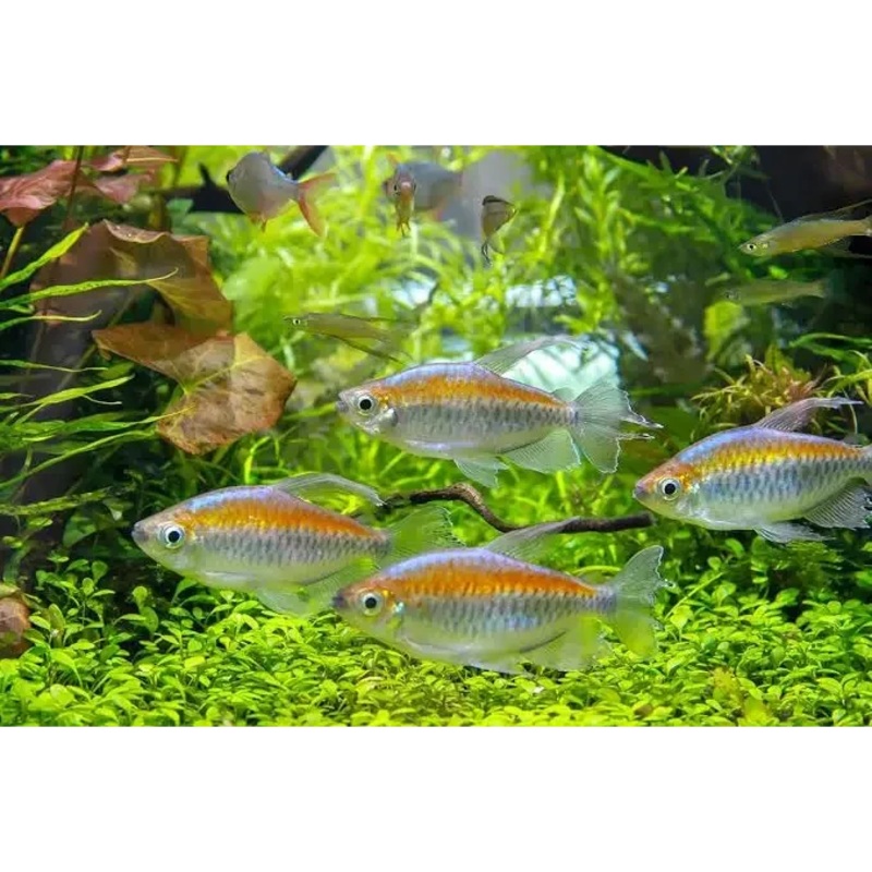 Congo Tetra 4cm-5cm