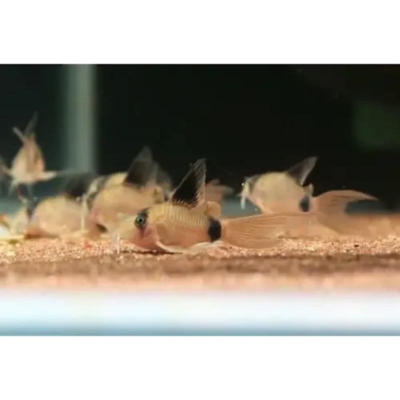 Corydoras Panda - Longfin