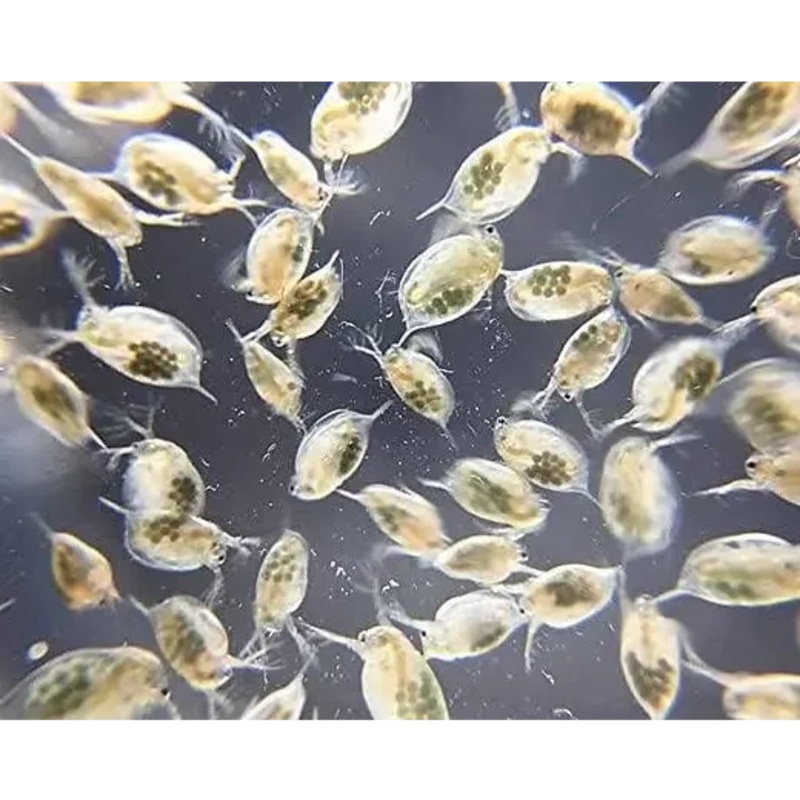 Daphnia Culture - Live Aquatic Food
