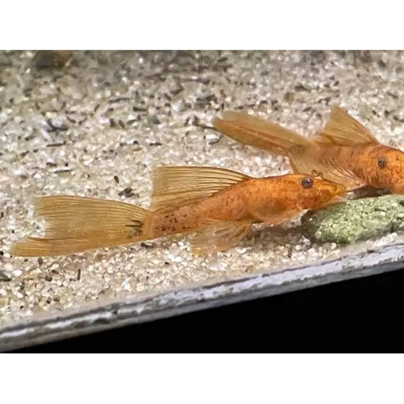 Dirty Longfin Super Red Bristlenose 5cm-6cm - Locally Bred