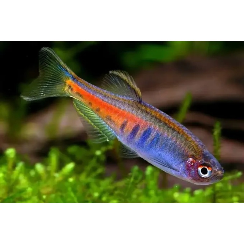 Dwarf Glowlight Danio (Celestichthys choprae ) 3cm-4cm