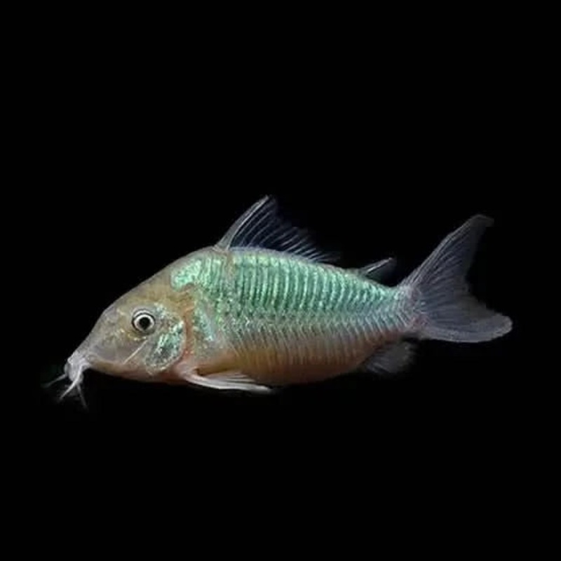 Emerald Green Corydoras 3cm - Locally Bred