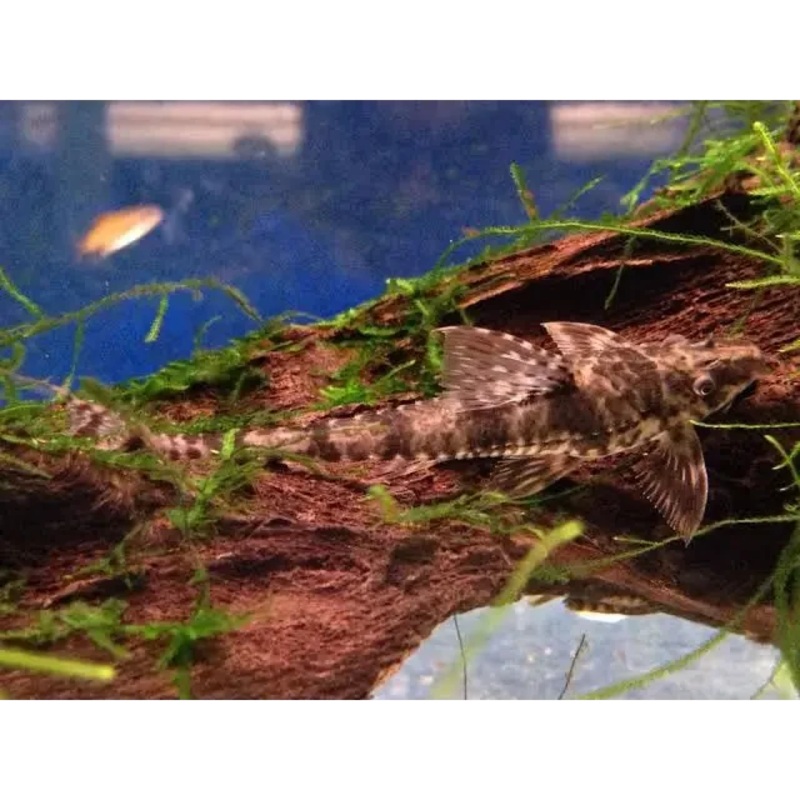 Filamentosa whiptail 5-6cms