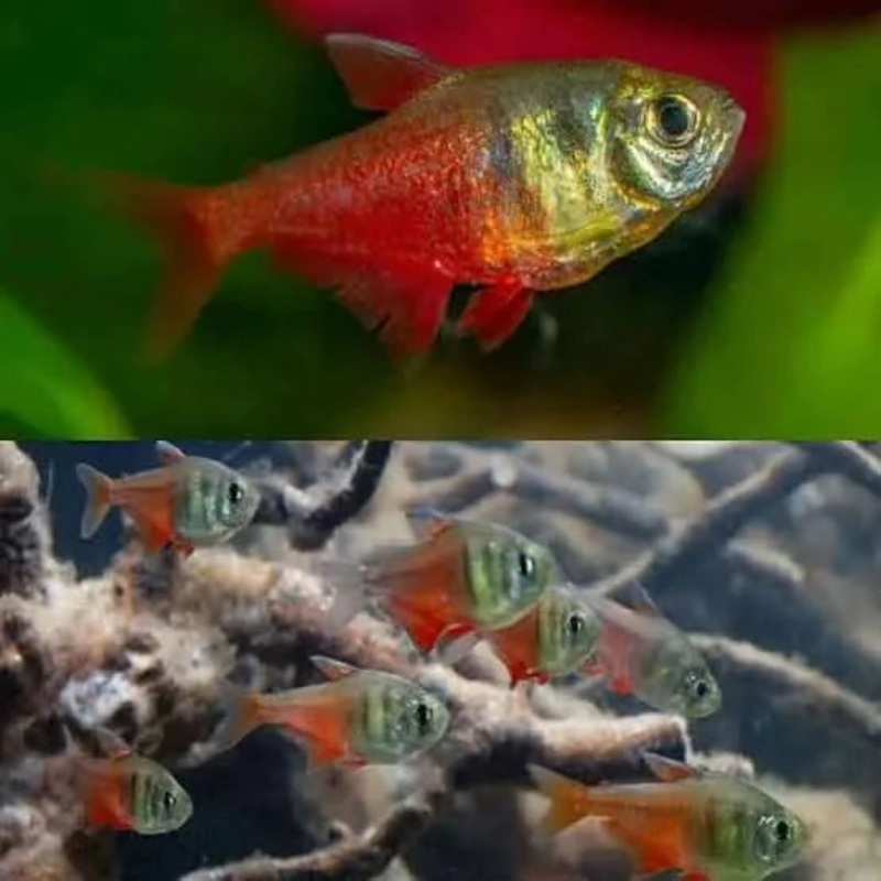 Flame Tetra 2cm