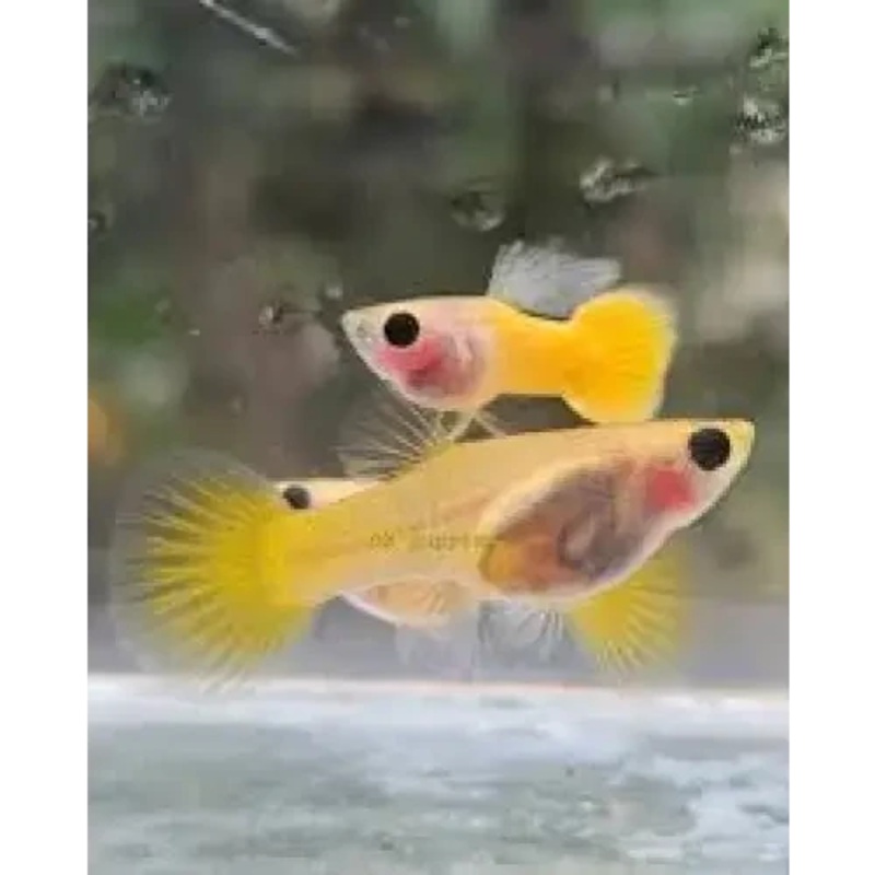 Gold Glass Belly Guppy Pair
