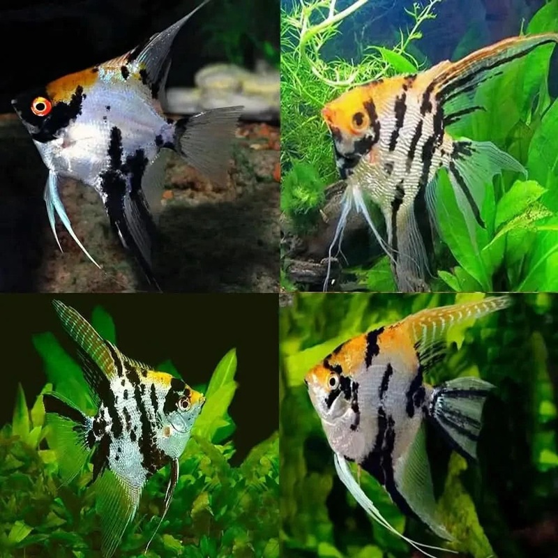 Gold marble Angel Fish 3cm-4cm