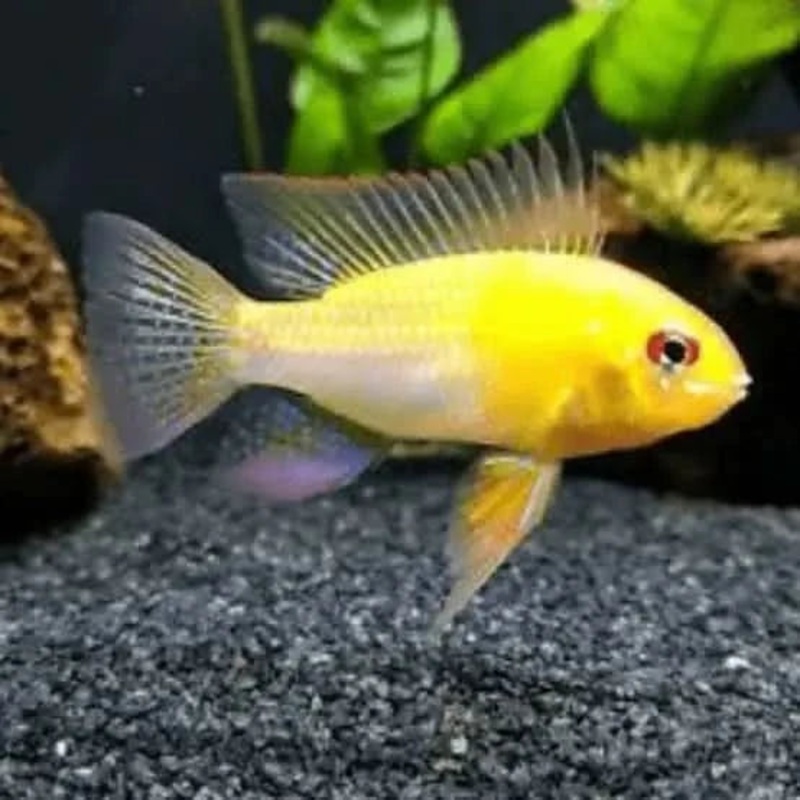 Gold Ram 3CM-4CM