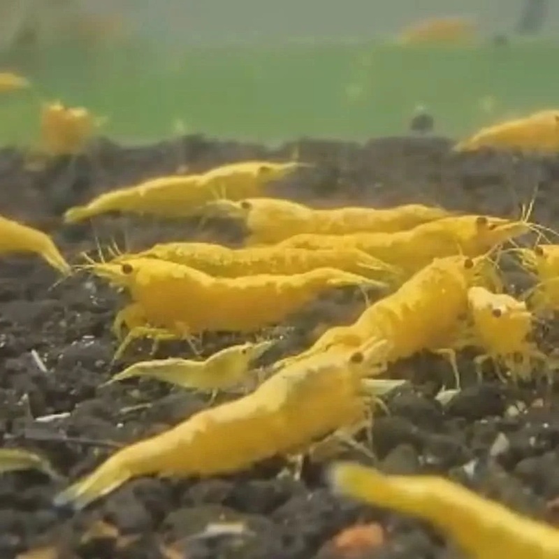 Golden Back Yellow Cherry Shrimp