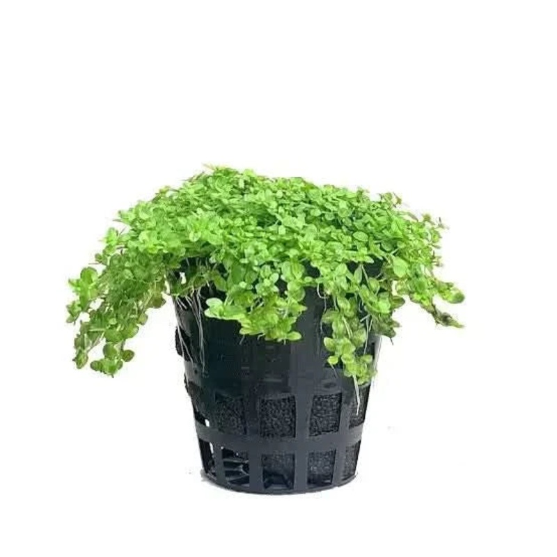 Hemianthus callitrichoides HC Cuba Pot