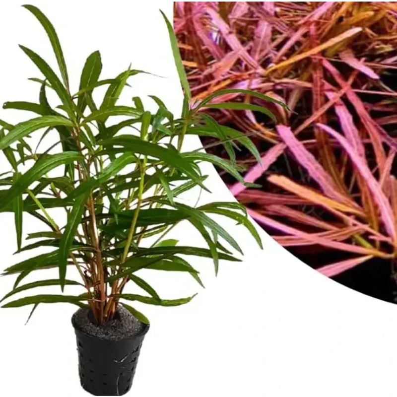 Hgyrophila Polysperma Tiger Pot