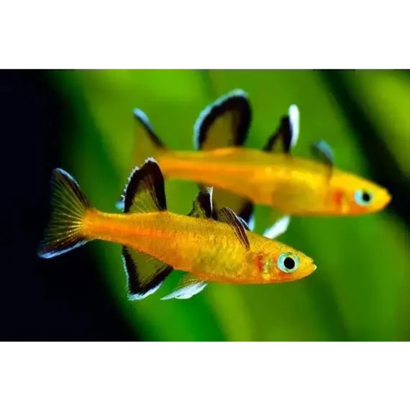 Honey Blue Eyes ( Pseudomugil mellis ) 2cm