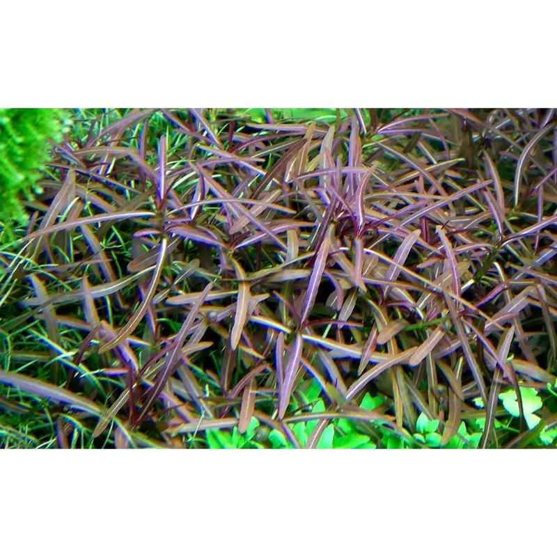 Hygrophila lancea "Araguaia" Pot
