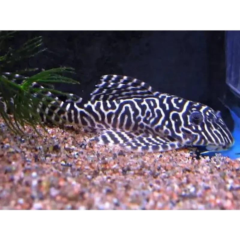 L066 King Tiger Pleco (Hypancistrus sp.) 4CM
