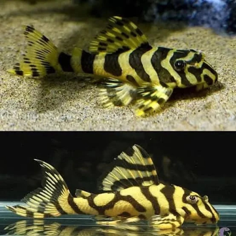 L134 Leopard Frog Pleco Catfish (Peckoltia Compta) 4CM