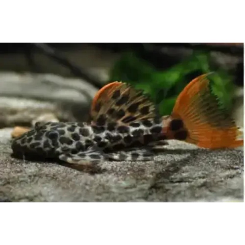 L600 Leopard Cactus Pleco ( Hypancistrus sp.) 5CM
