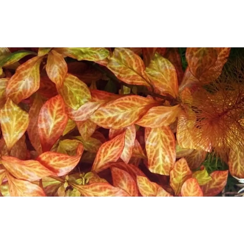 Ludwigia "Atlantis" Pot