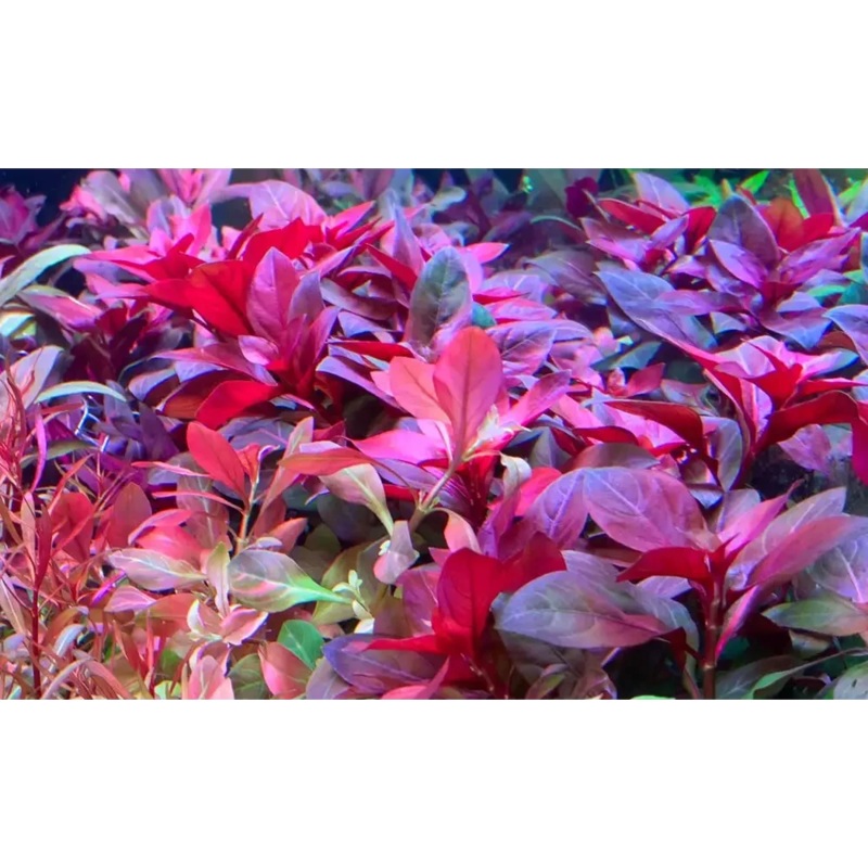 Ludwigia repens 'Rubin' Pot