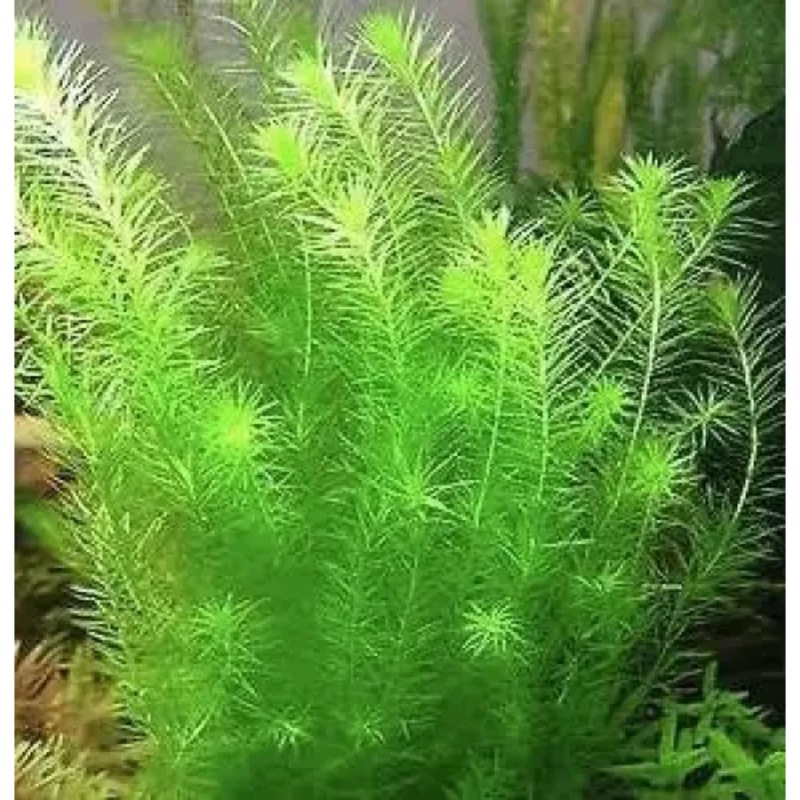 MAYACA FLUVIATILIS Bunch