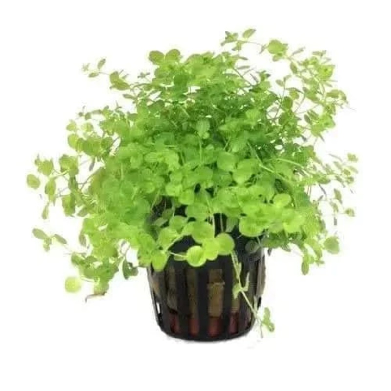 Micranthemum Umbrosum 5cm Pot
